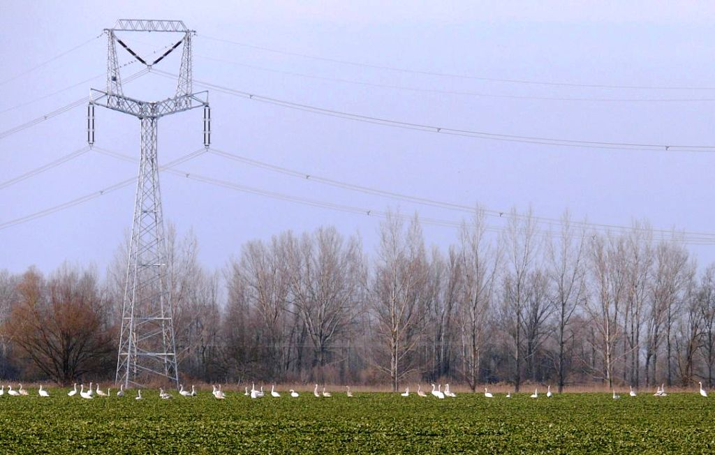 Elektrické vedenia sú pre labute smrteľné nebezpečenstvo. Ochráni ich nový projekt